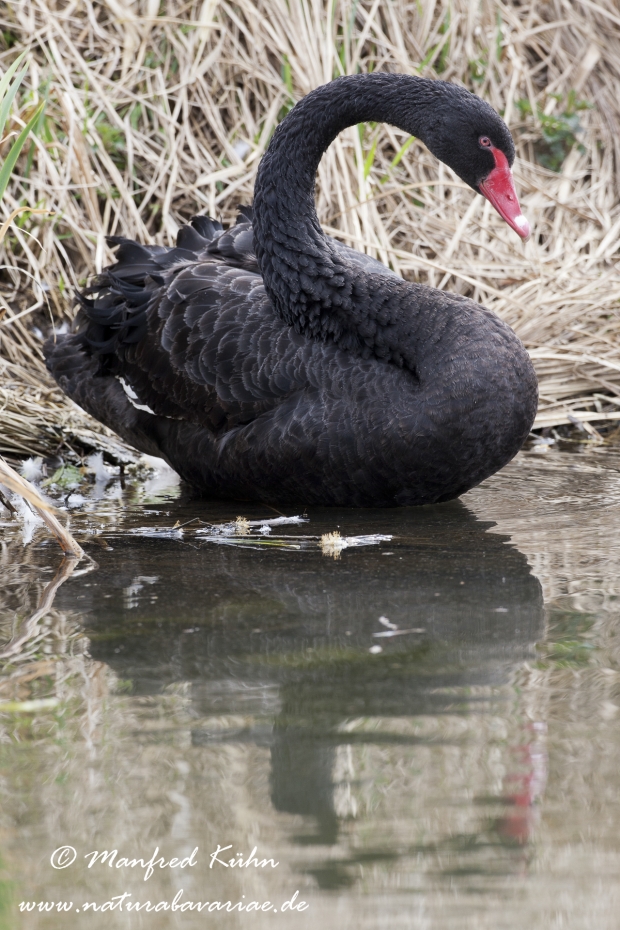 Trauerschwan ()_0005