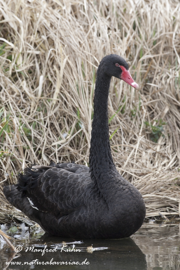 Trauerschwan ()_0007