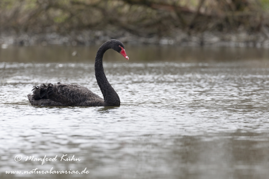 Trauerschwan ()_0025