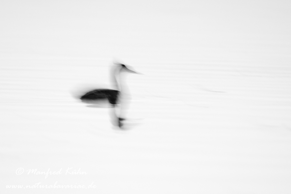 Haubentaucher ()_0018