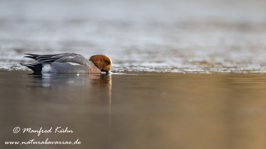 Pfeiffente ()_0098