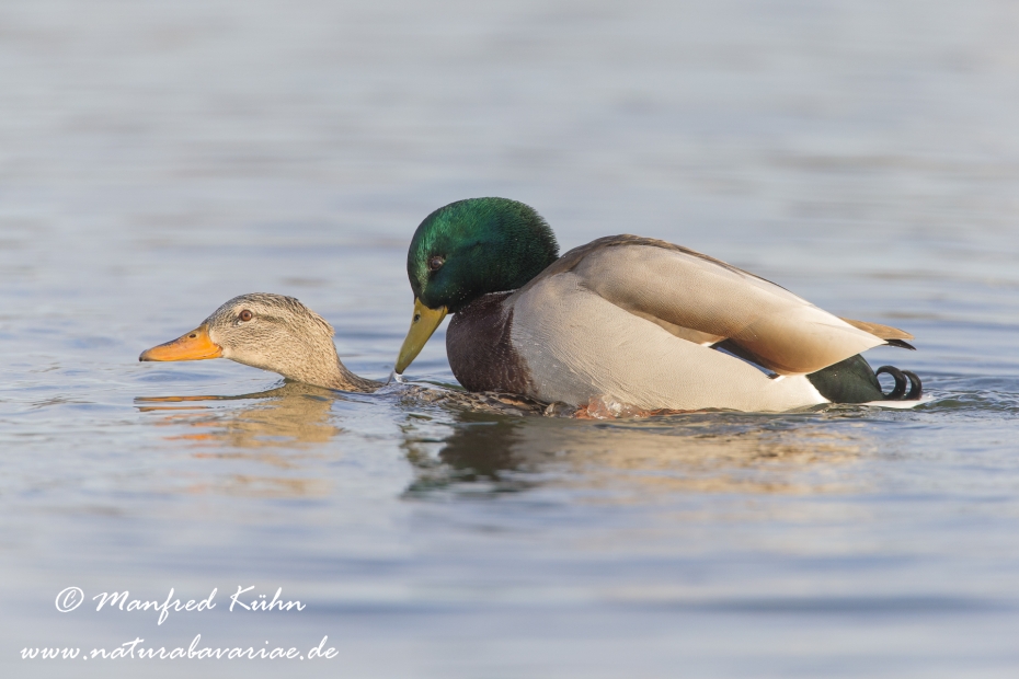 Stockente ()_0032