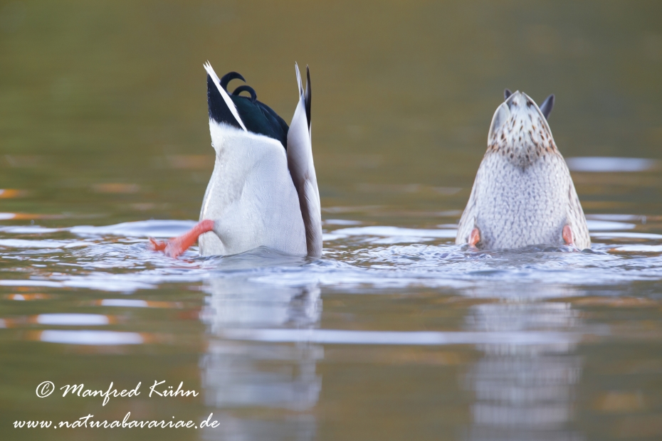 Stockente ()_0044
