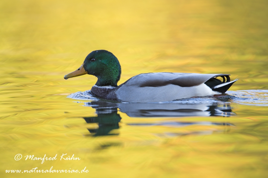Stockente ()_0071