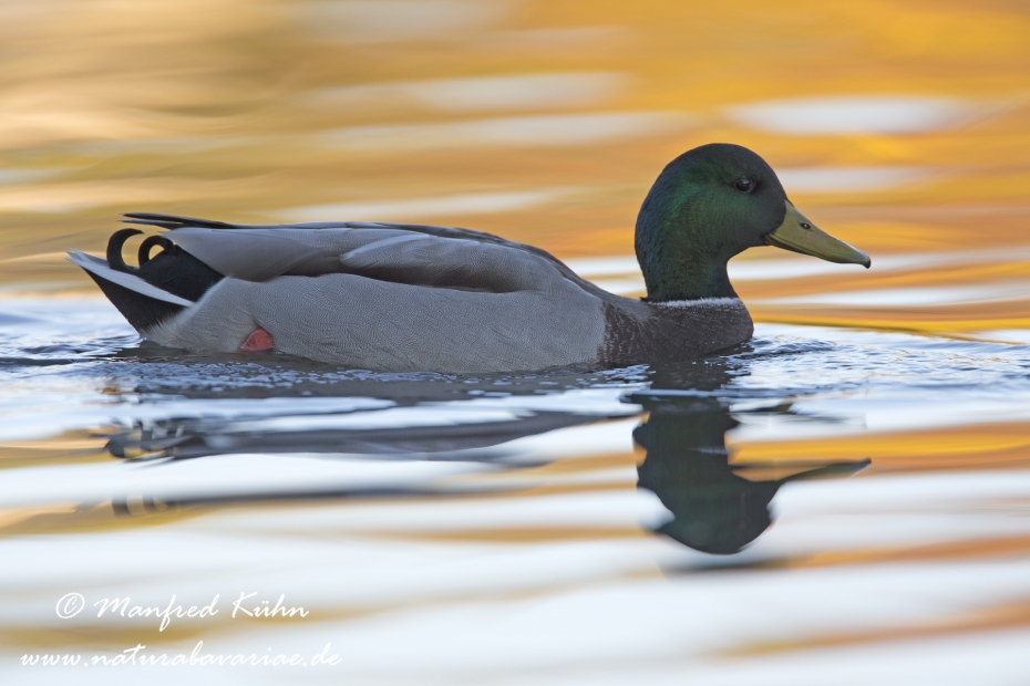 Stockente ()_0072