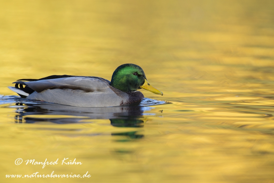 Stockente ()_0074