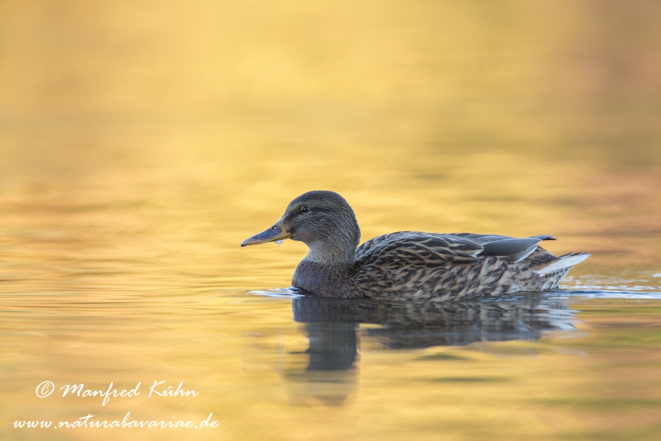 Stockente ()_0075