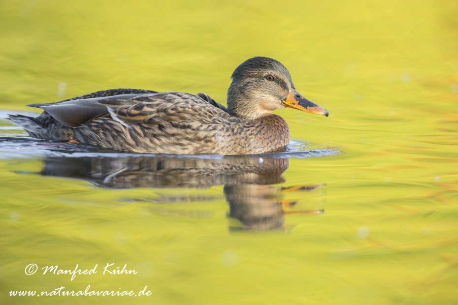 Stockente ()_0076