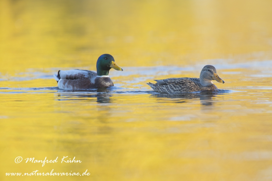 Stockente ()_0077