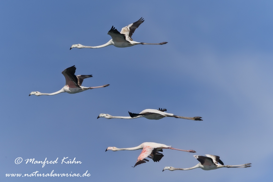 Flamingo (rosa)_0004