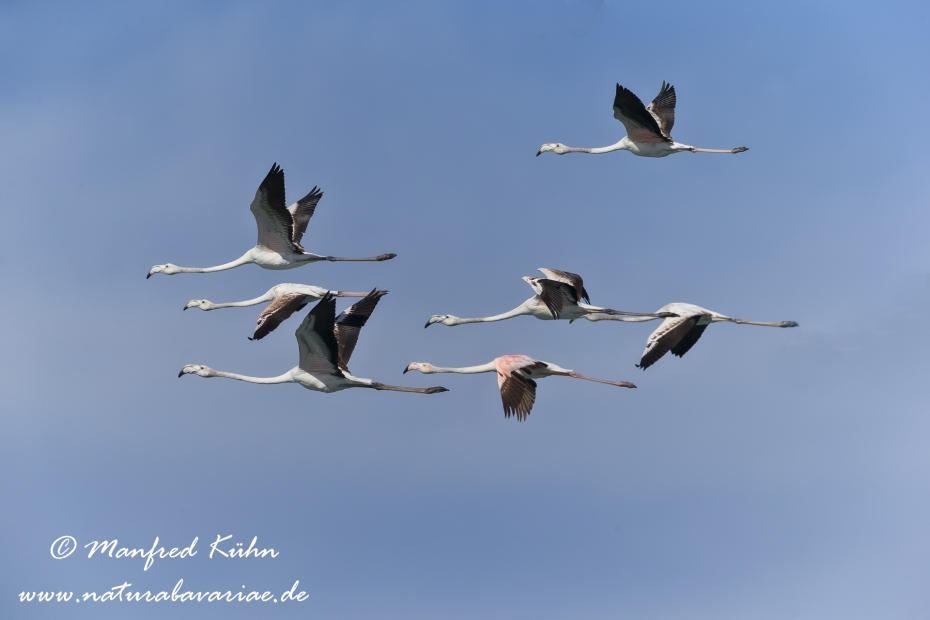 Flamingo (rosa)_0006