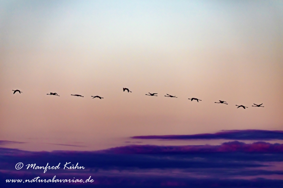 Flamingo (rosa)_0008