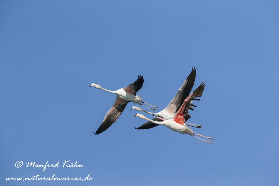 Flamingo (rosa)_0015