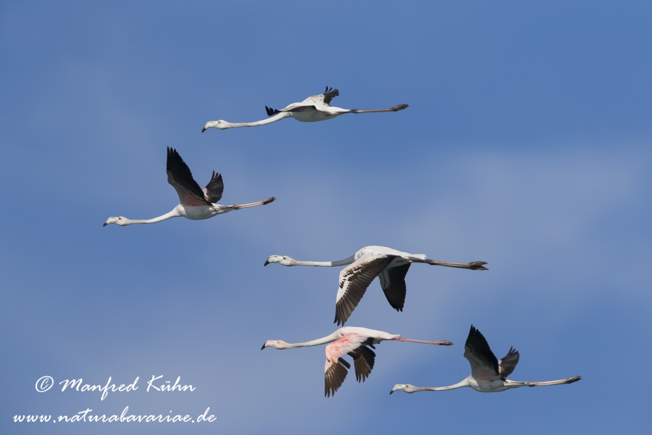 Flamingo (rosa)_0019