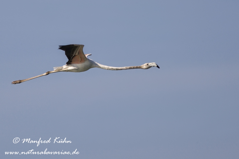 Flamingo (rosa)_0021