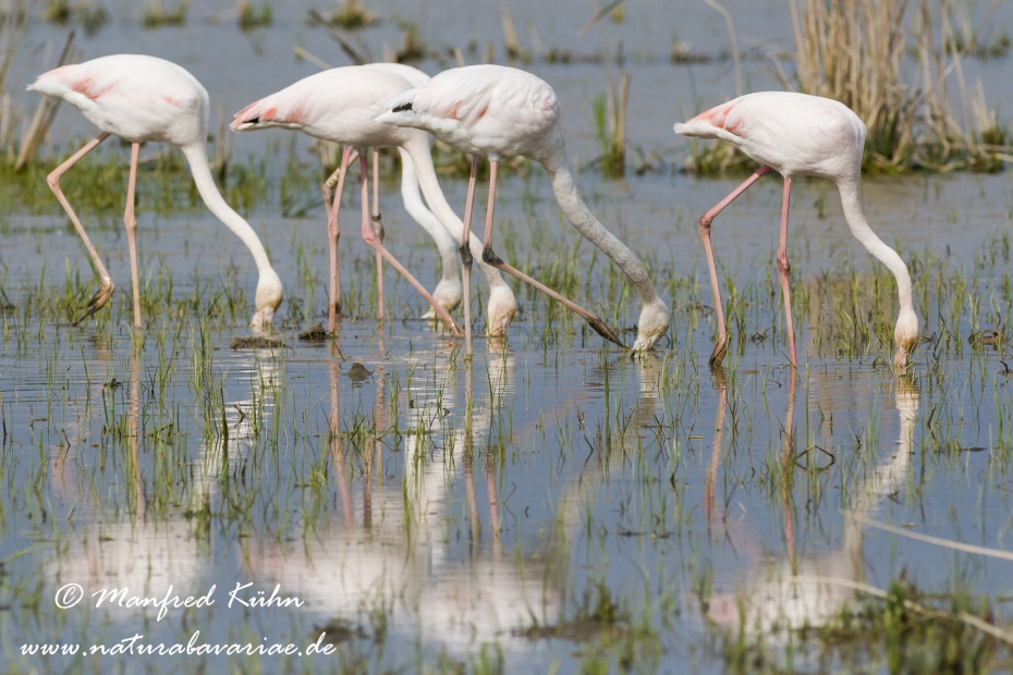 Flamingo (rosa)_0051