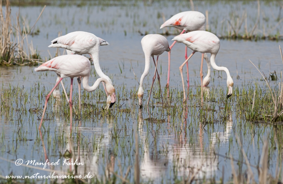 Flamingo (rosa)_0053