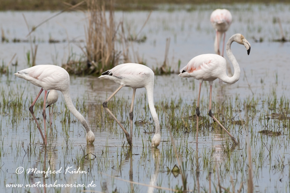 Flamingo (rosa)_0057