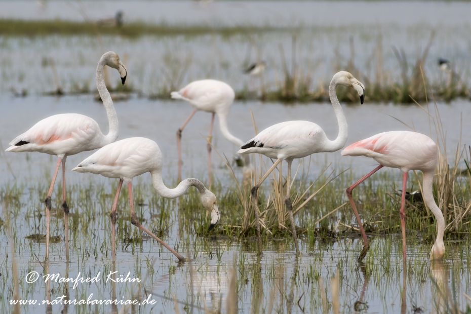 Flamingo (rosa)_0060