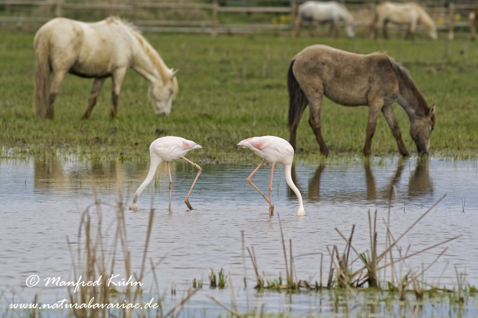 Flamingo (rosa)_0065