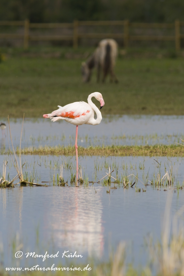Flamingo (rosa)_0075