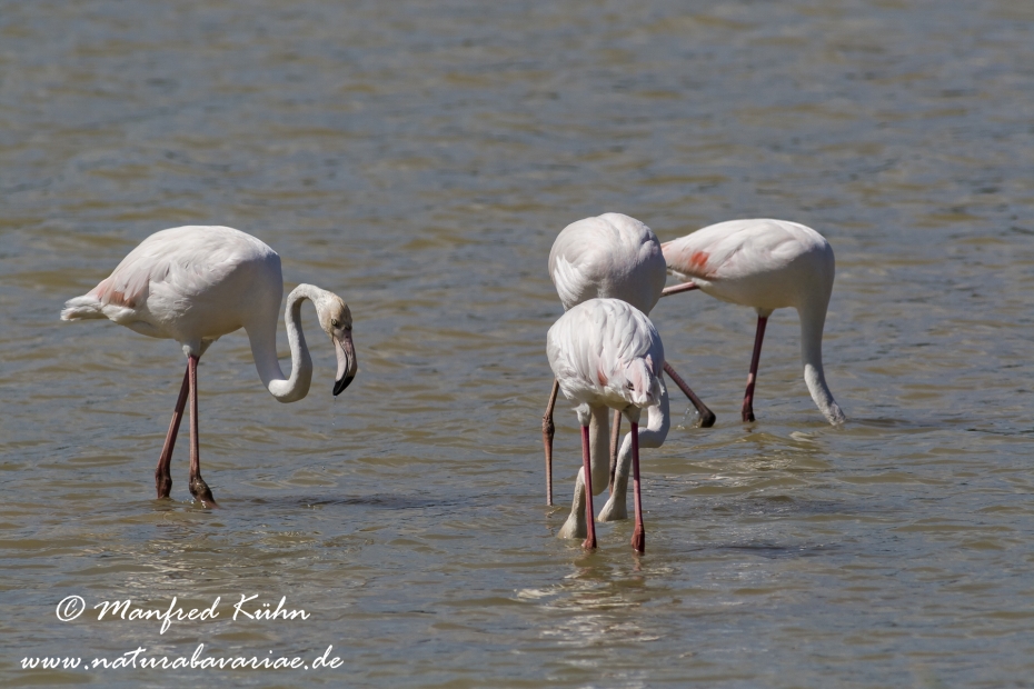 Flamingo (rosa)_0082