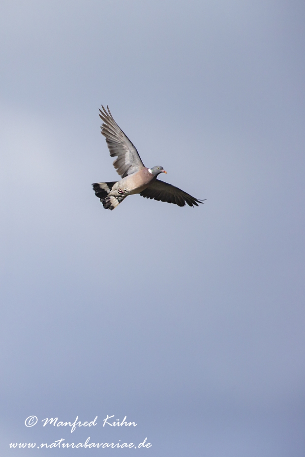 Ringeltaube ()_0013