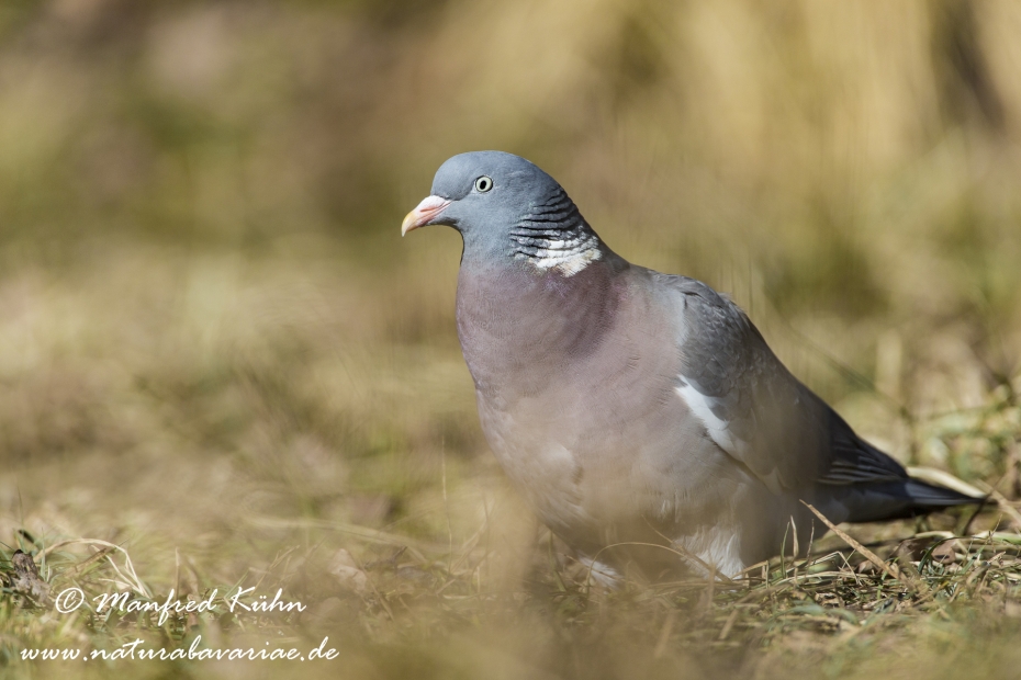 Ringeltaube ()_0031