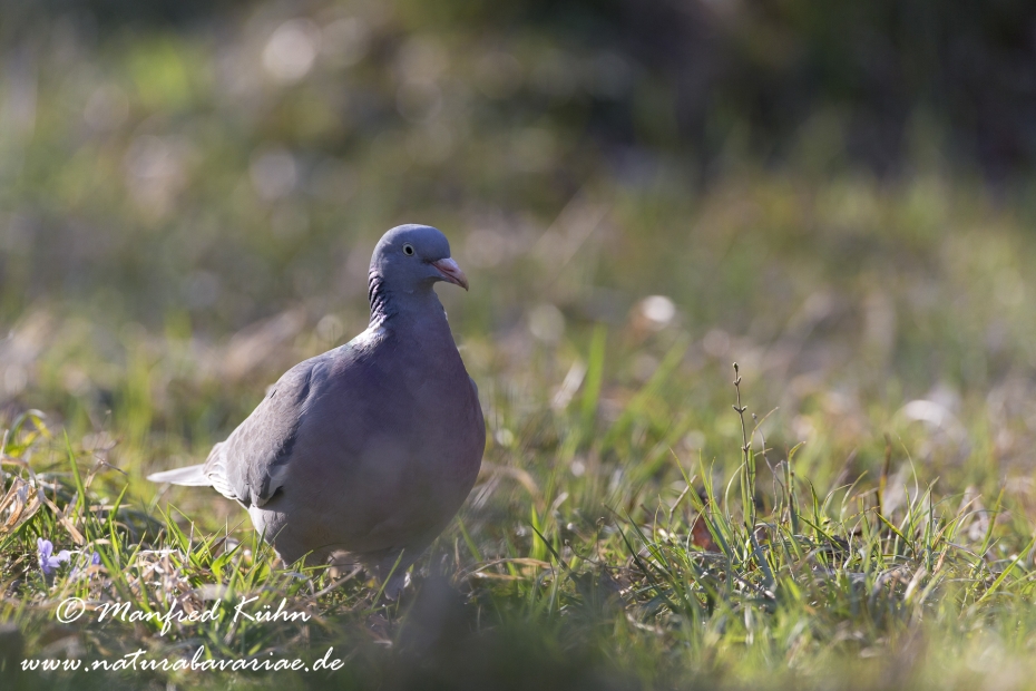 Ringeltaube ()_0043