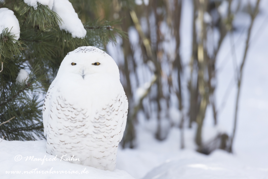 Schnee-Eule ()_0001