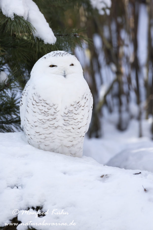 Schnee-Eule ()_0003