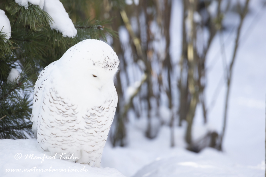 Schnee-Eule ()_0016
