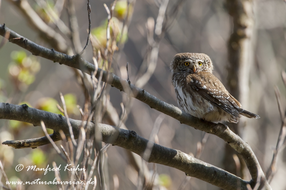 Sperlingskauz ()_0015
