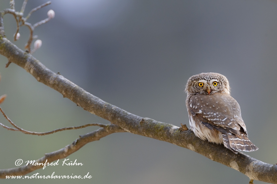 Sperlingskauz ()_0024