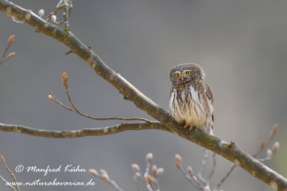 Sperlingskauz ()_0028
