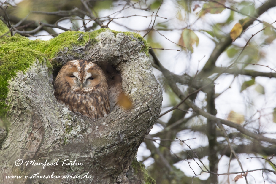 Waldkauz ()_0032