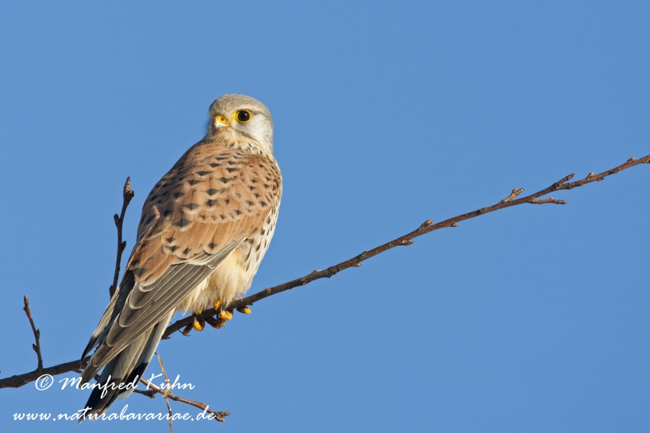 Turmfalke ()_0002