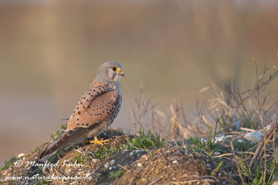 Turmfalke ()_0016