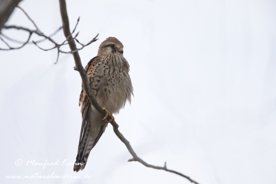 Turmfalke ()_0021