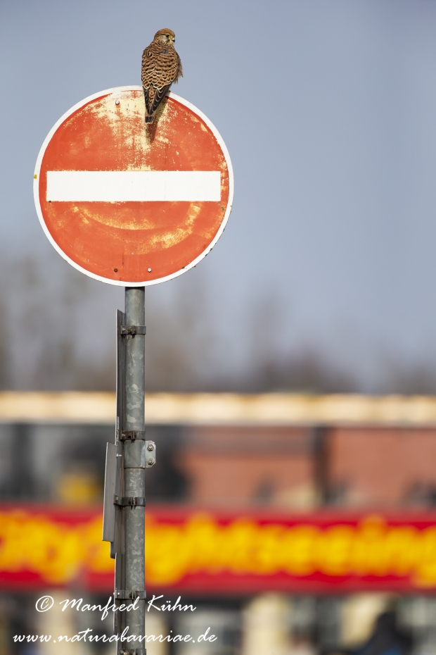 Turmfalke ()_0027