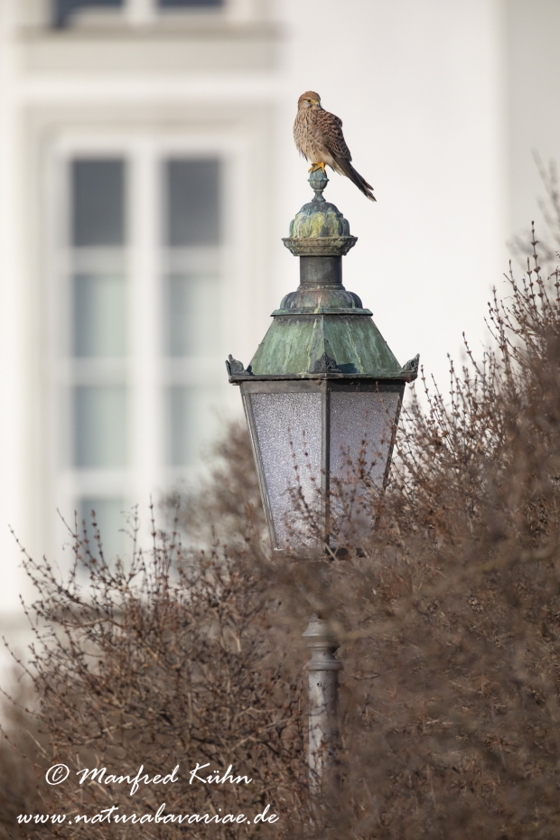 Turmfalke ()_0034