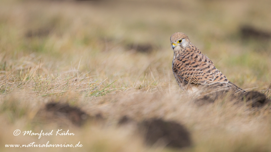 Turmfalke ()_0056
