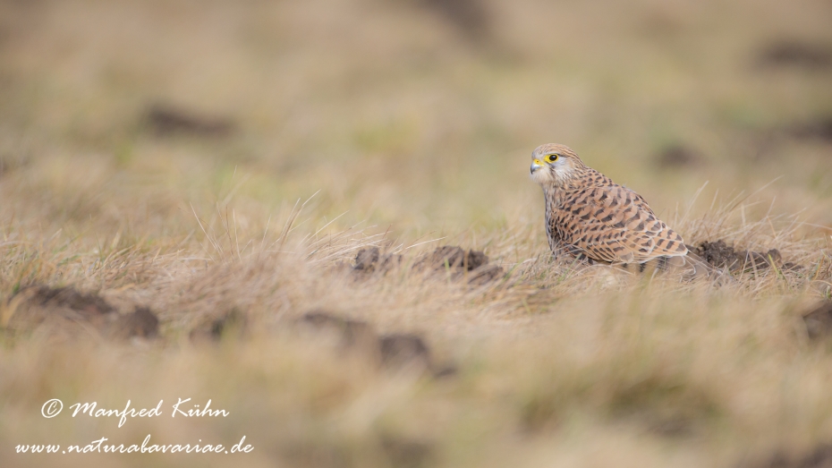 Turmfalke ()_0057