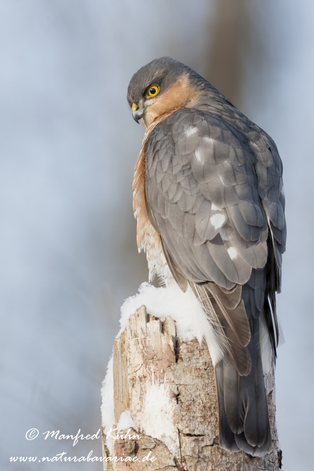 Sperber ()_0016