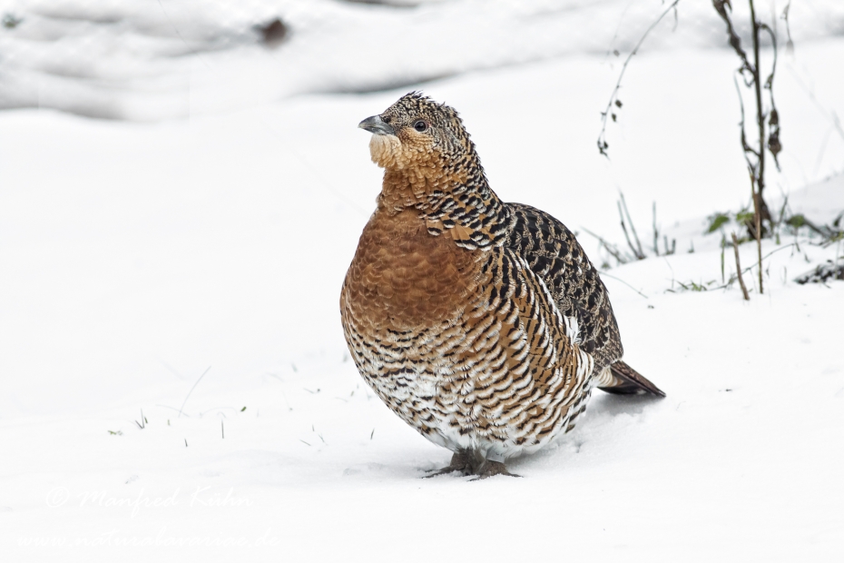 Auerhuhn ()_0007