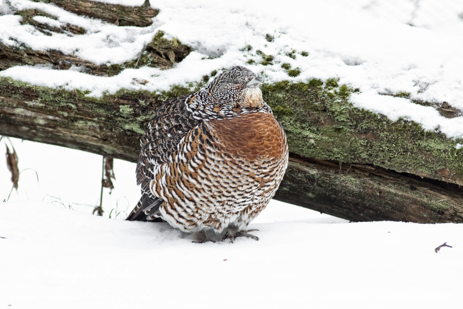 Auerhuhn ()_0011