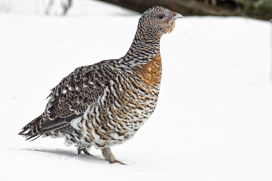 Auerhuhn ()_0013