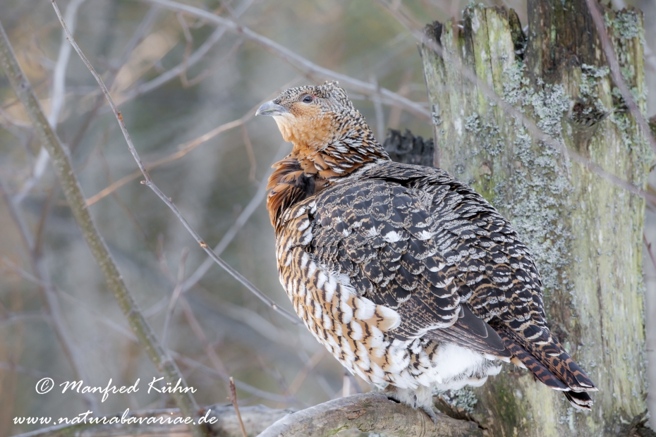 Auerhuhn ()_0036