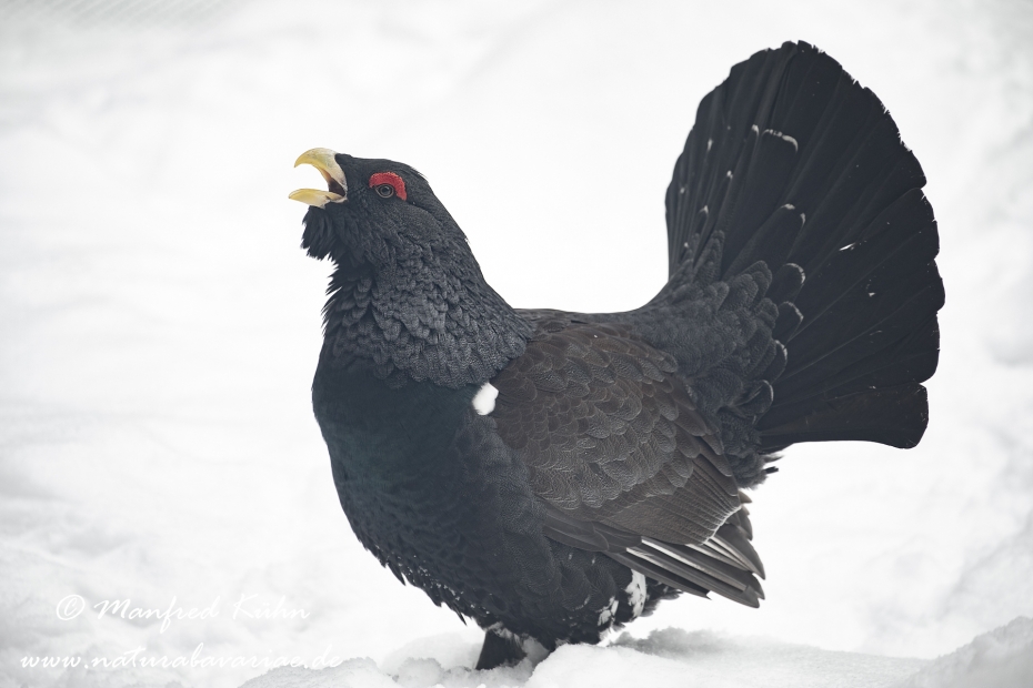 Auerhuhn ()_0051