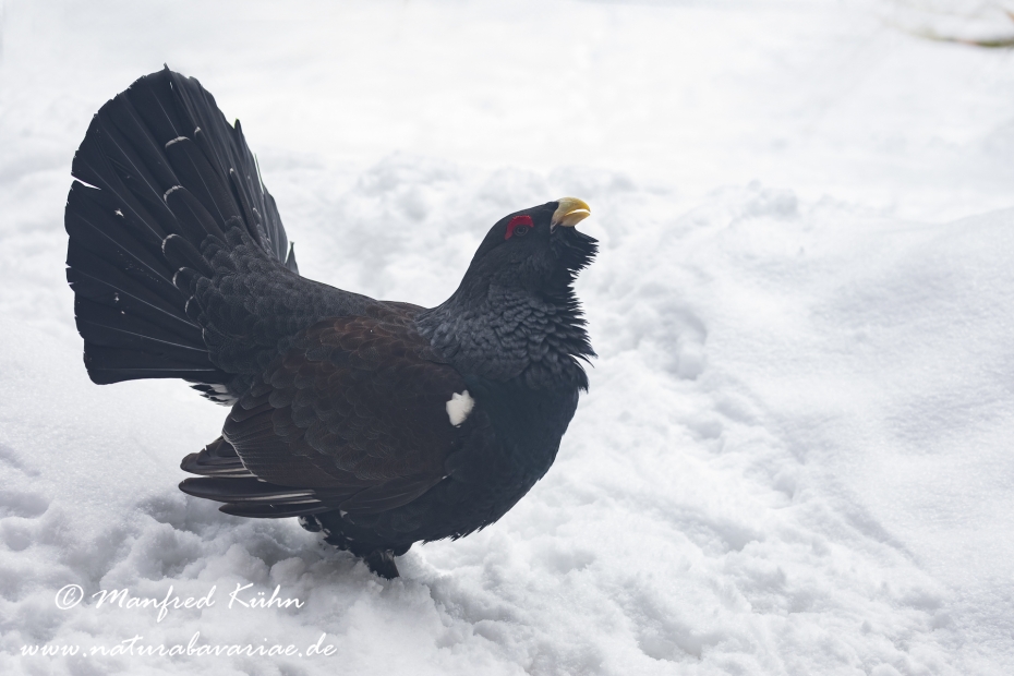 Auerhuhn ()_0054
